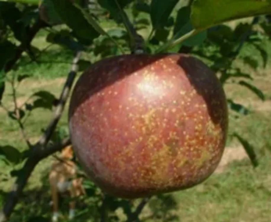 BLUE PEARMAIN APPLE (SCION)